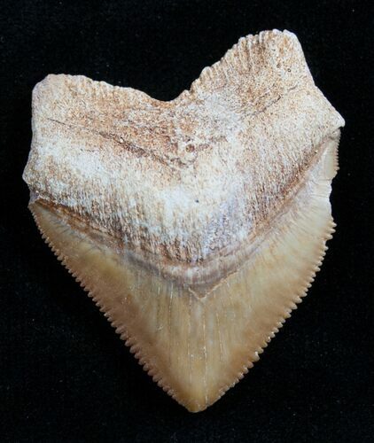 Squalicorax Fossil Shark Tooth - Morocco #7746